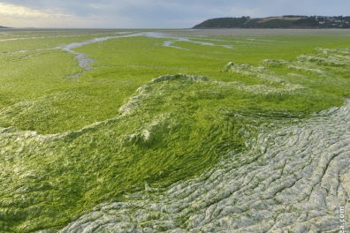Marée verte - Pollution due aux nitrates - Algues vertes en décomposition suite à une marée verte (Bretagne)